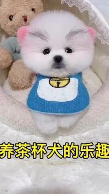 茶杯犬 寵物 寶寶 寵愛 狗狗 喜歡 可愛 有趣 萌寵 萌寶 萌娃